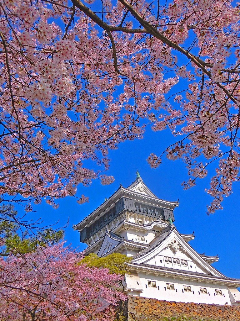 小倉城の桜 福岡県北九州市 旅人のブログ
